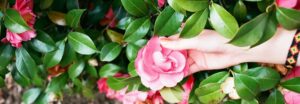 Femme plantant un camélia en automne dans un jardin lumineux