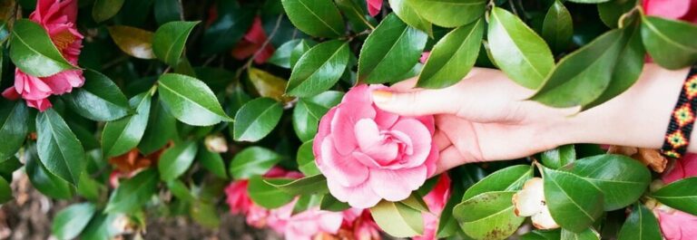 Femme plantant un camélia en automne dans un jardin lumineux