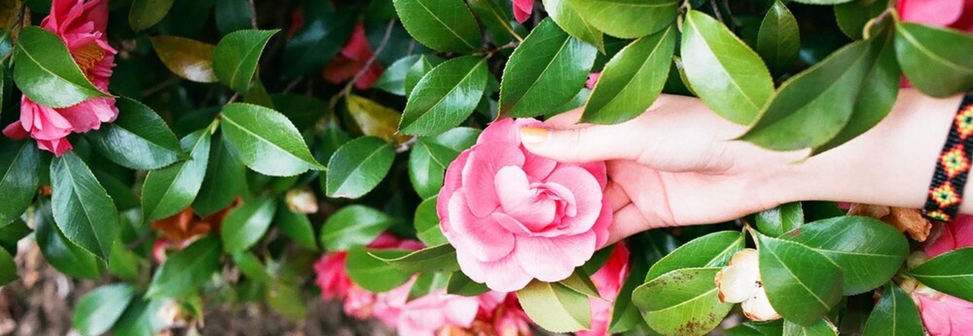 Femme plantant un camélia en automne dans un jardin lumineux