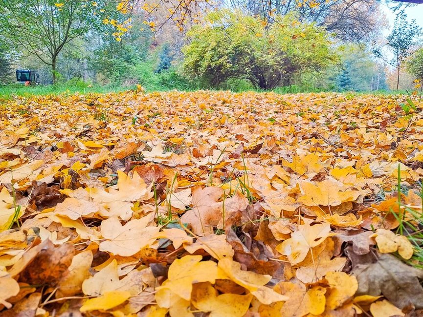 Hérisson caché dans un tas de feuilles mortes