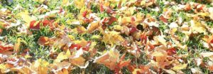 Tas de feuilles mortes colorées dans un jardin d'automne