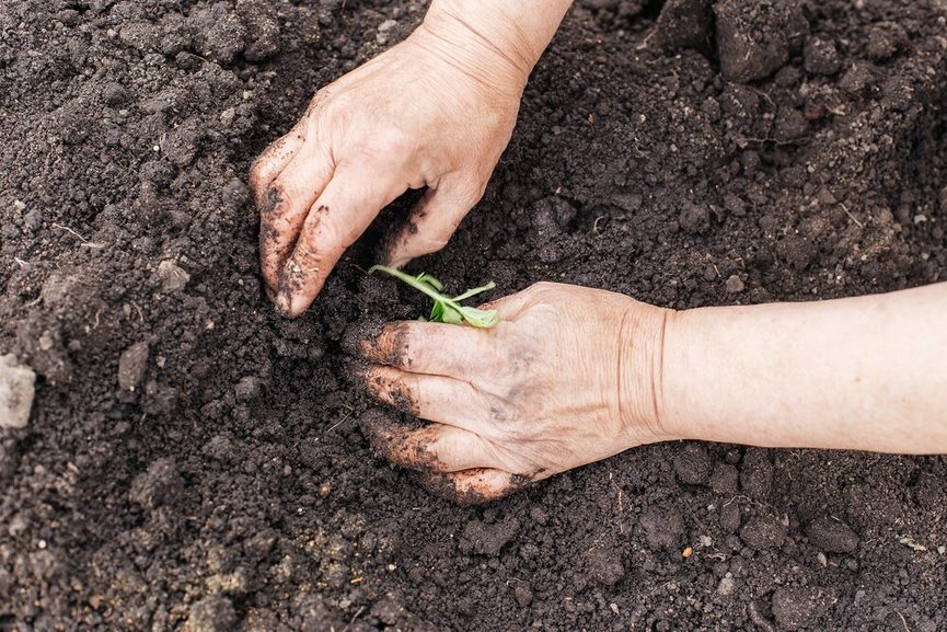 Gros plan sur de la terre riche et sombre entre les doigts