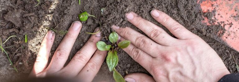 Mains de femme tenant du terreau sombre dans un jardin naturel
